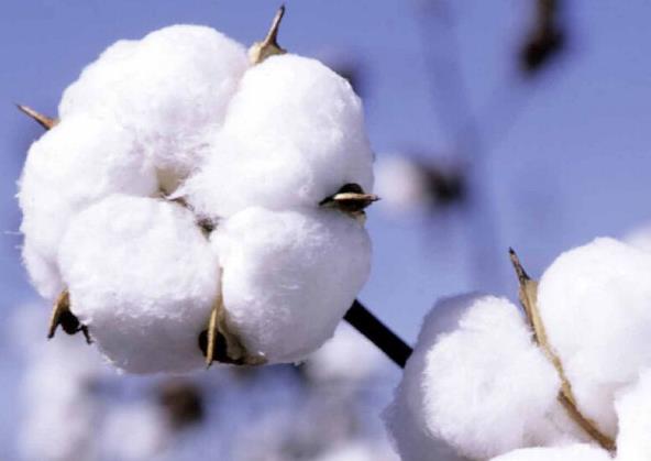 鑒別長(zhǎng)絨棉：長(zhǎng)絨棉會(huì)有普通棉沒(méi)有的絲般光滑